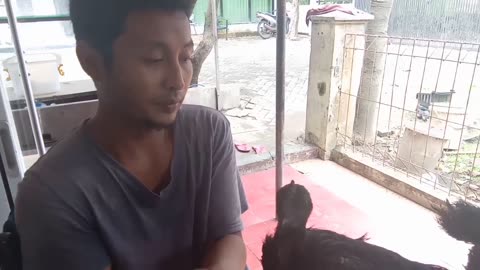 Perawatan ayam cemani