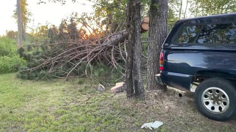 First Tree I Cut Down on The Guns N Glory Property