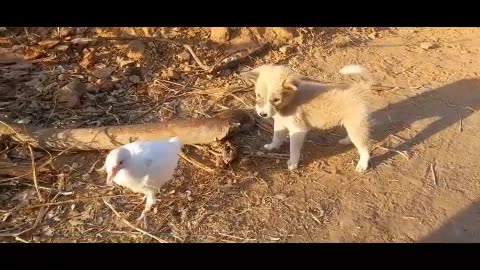 cute puppy compilation