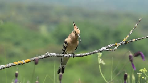 Beautiful woodpecker