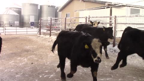 Schmidt Land & Cattle Black Angus Cross Steers