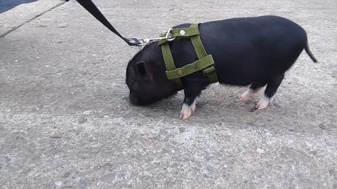 Mini pig de paseo por Salento