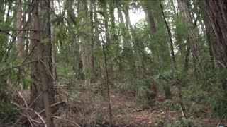 Unleash the Legend: The Incredible 100ft Tree-Toppling Punch by Bigfoot - Full Documentary