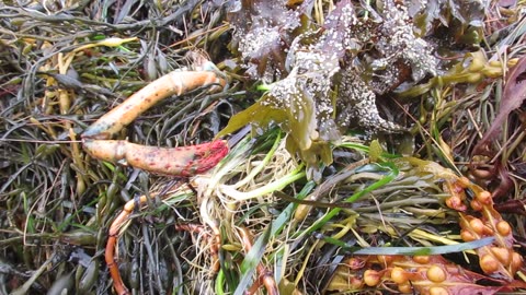 Crushed lobster on Nova Scotia shore