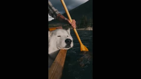 The dog swims on the boat and rests