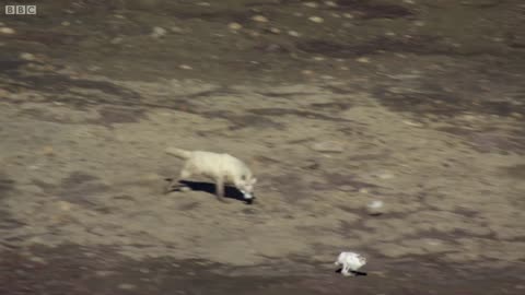 Wolf Pack Hunts A Hare