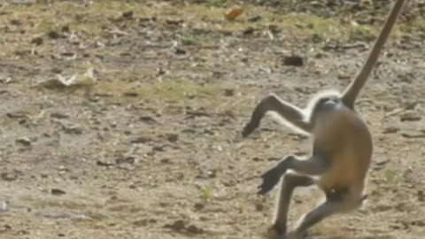 Funniest Monkey - cute and funny monkey videos Full HD