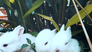 3 Rabbits just having fun .