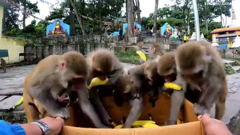 Monkey banana party || feeding banana to the hungry wild monkey || feeding monkey video