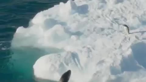 Whale Health Spa | Frozen Planet II | BBC Earth