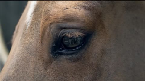 I See You Equestrian Music Video