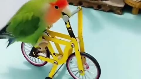 Trained parrot🥳🥳