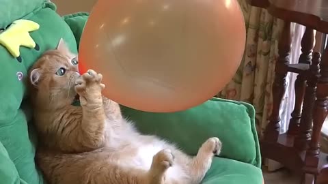 funny cat video