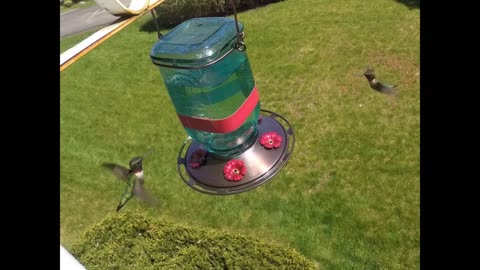 More Birds Mason Jar Hummingbird Feeder, Glass Hummingbird Feeders for Outdoors, 5 Feeding Stat...