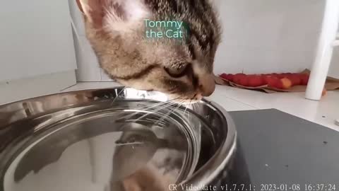 Cat Tommy sips fresh icy water during 145m - not clickbait