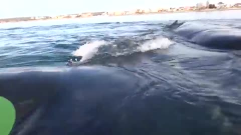 Whale Lifts Kayakers Out Of Water