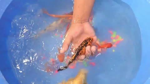 Fish Carp Goldfish Perch Guppy Guppies Love Bird Fight - Cute Baby Animals Videos
