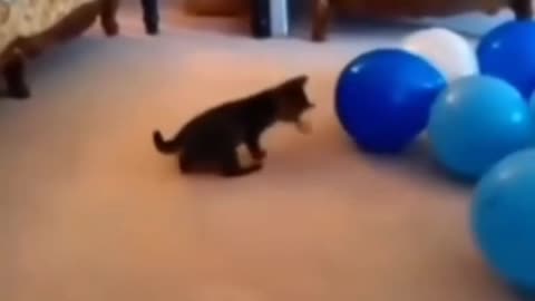 Cat turn into balloon 😂🎈