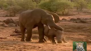 elephant attacks hymn with baby