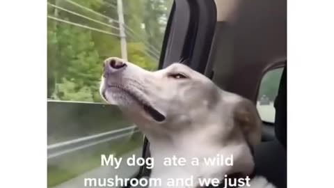 Dog flying high