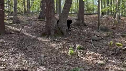 Wild Bear Cub Seems to Stand on Command