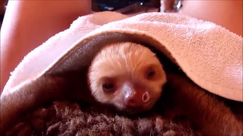 "Sloth Comedy: This Baby Sloth's Goofy Moments Are Too Funny to Miss!"