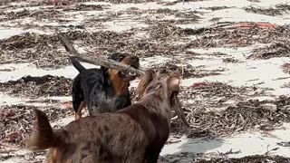 Dachshund Helps Collect Firewood