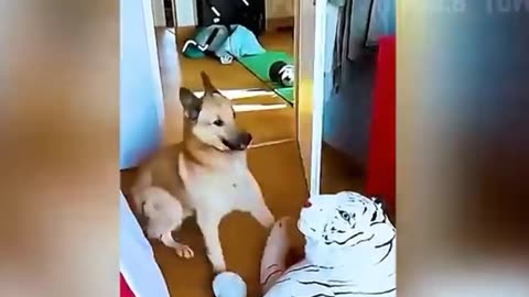 Dog funny video