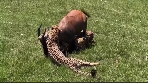 Three young leopard having difficult take down a Impala