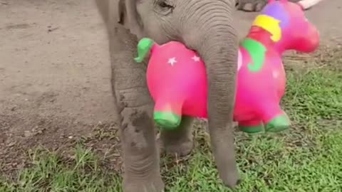 baby elephant enjoying with toy