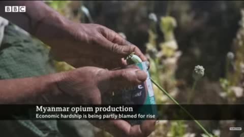 Opium Production Booms in Myanmar As Economy Squeezes | BBC News Source