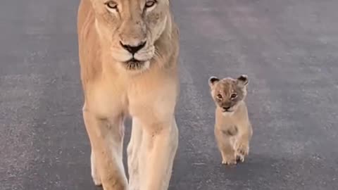 Courageous Lioness Leads Her Tiny Cub to Safety