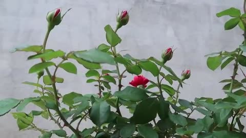 Grow rose flower plants by this method