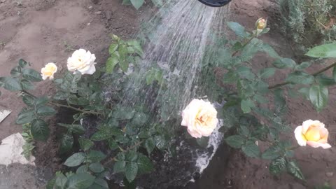 Watering the roses