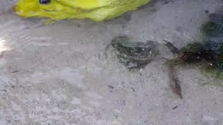 Moray Eel Swimming in Shallow Water