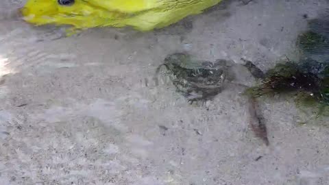 Moray Eel Swimming in Shallow Water