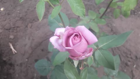 Rosebud for you