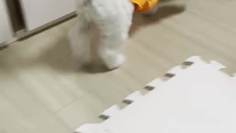 A cute puppy awkward in a raincoat