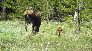 Mama Moose Grazes With Her Newborn Calf
