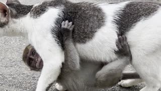 Baby Monkey Clings to Its Adoptive Cat Mother