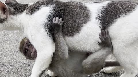 Baby Monkey Clings to Its Adoptive Cat Mother