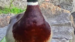 Male duck screaming by the river.