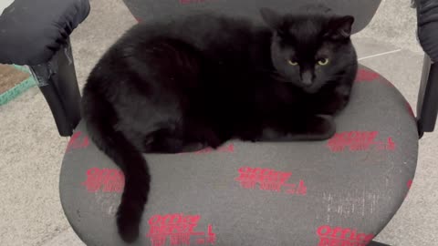 Adopting a Cat from a Shelter Vlog - Cute Precious Piper is a Great Office Manager