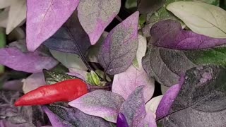 Pepper Plant With Pastel Coloration