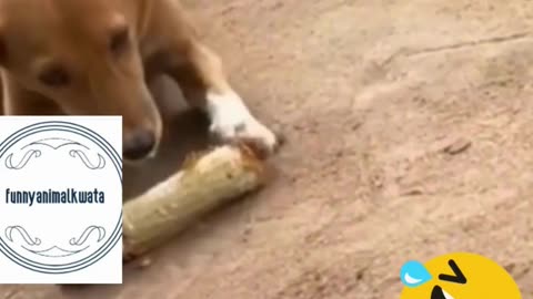 compilation of funny dogs eating burnt corn and goat playing football