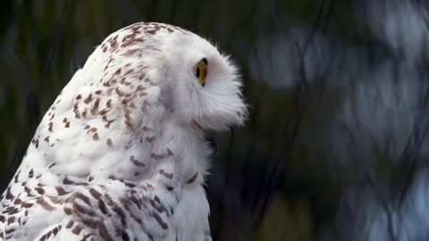 Fantastic animals of OWL in Full Hd Video #animals #trending #owl #viral #fullhd