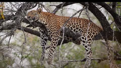 Leopard | African Wildcats | Animals | Stock_Footage