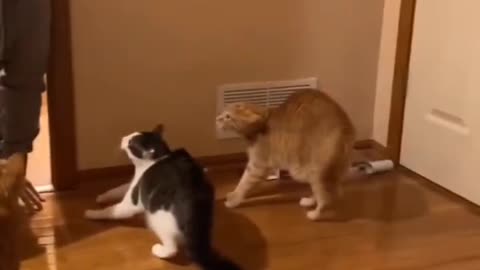 Funny cats - funny cats video - cats -