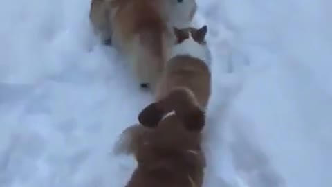 corgis in the snow