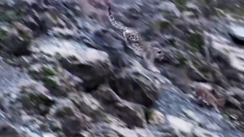 snow leopard mercilessly attacks deer